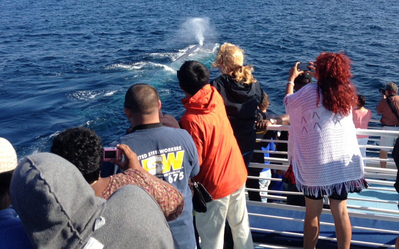 Marine Wildlife Adventure Whale & Dolphin Watching from Long Beach MnkEj8KT