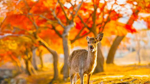 one-day tour of Kiyomizu Temple in Nara, Kyoto, Japan [9-person small group optional|Hotel pickup|Chinese and English driver guide Day Tours ArREzD3c