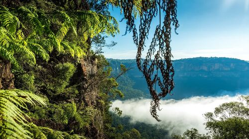 Late Start Blue Mountains Nature, Waterfalls, Koalas Small Group  Day Tours qoFgOIkD