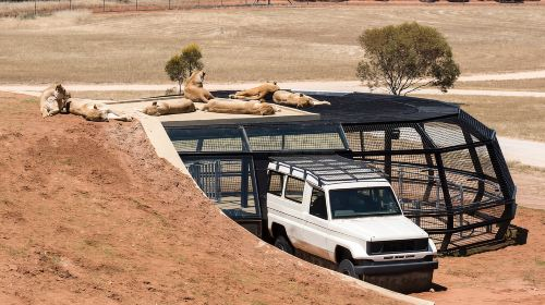 Lions 360 Experience and a Day at Monarto Safari Park Day Tours 9njfckpU