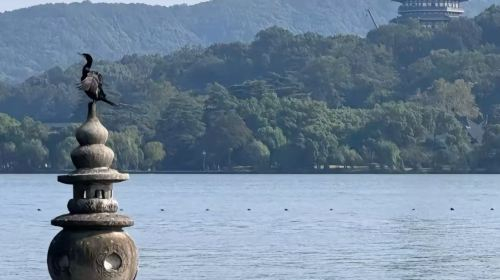 Hangzhou West Lake + Songcheng + Lingyin Temple + Xixi National Wetland Park private charter one-day tour - English service available Day Tours FlAlWD7A