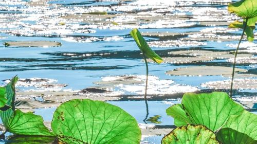 Hangzhou West Lake Scenic Area Rowing Boat (40 minutes) + guide Guide + Leifeng Pagoda admission ticket Half Day Day Tours KiPvCUkc