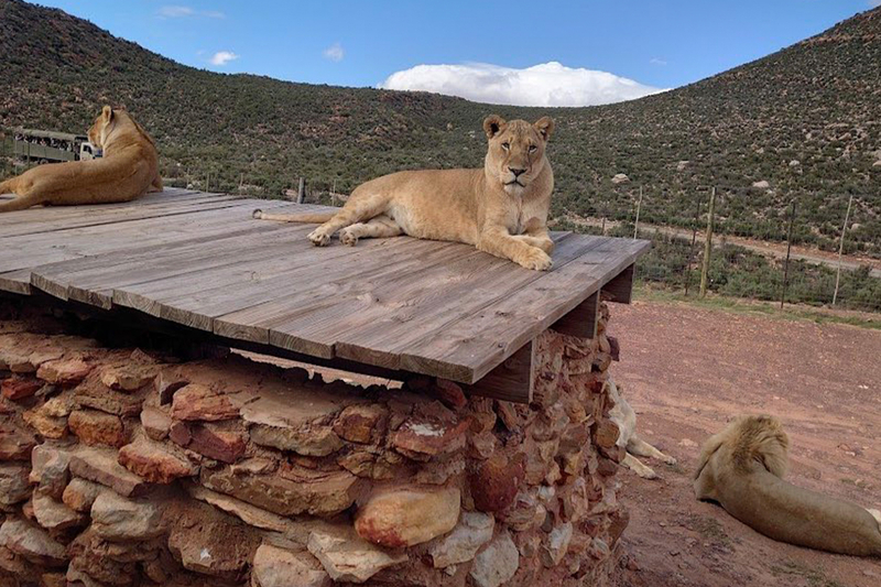 Aquila Game Reserve Safari with wine tasting, Transport & Lunch ZAU0XaKT