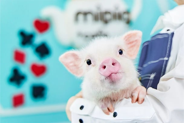 Micro Pig Cafe Experience in AEON Mall Fukuoka Store wzuKI9RC