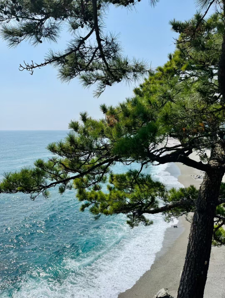 [Kochi Chartered Car] Katsurahama + Makino Botanical Garden + Chikurin-ji Temple + Godaisan Observatory/Day Trip Chartered Car (Customized/Free Arrangement of Itinerary) 3ZDu9cSi