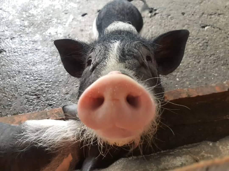 Guangxing Farm Tickets Nw8Cg9yW