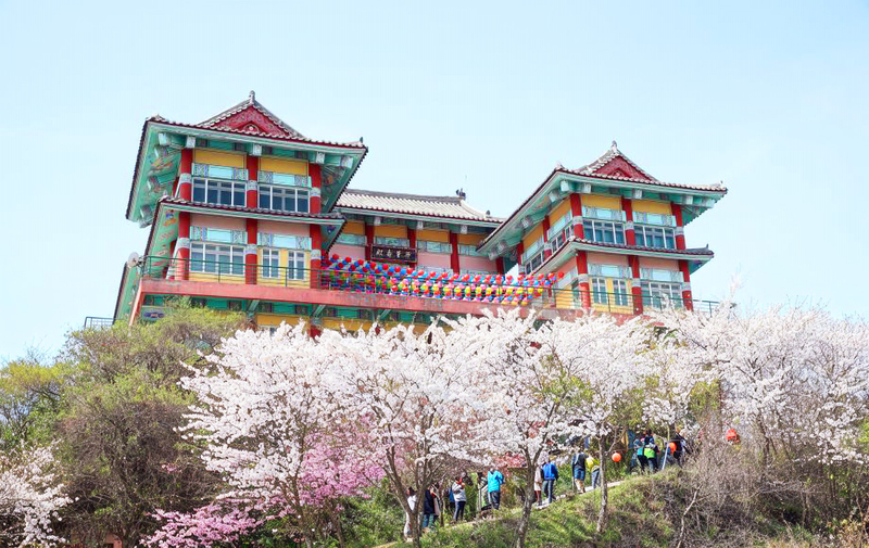 Cherry Blossom One Day Tour from Seoul: Coastal & Temple Spring View uxelrZTR