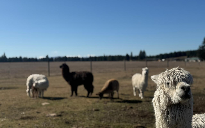 Twizel Petting Zoo Animal Hand Feed Experience wjFTLrHF