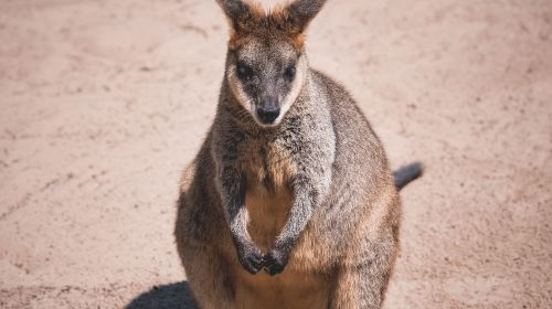 Sydney Zoo VZkILBuW