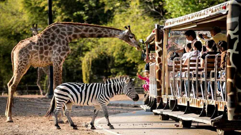 Chiang Mai Night Safari JKqhOS7q