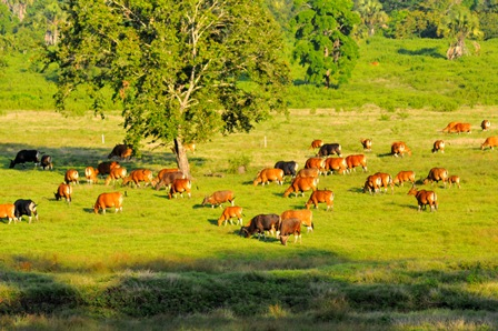 Banyuwangi Alas Purwo National Park Private Day Tour zEoY2FpZ