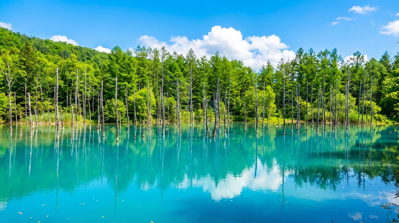 【Free Shikisai no Oka Ticket + Flower Field Tractor Tour】Hokkaido Biei Furano Day Trip | Shikisai no Oka & Instagram-famous Trees & Shirogane Blue Pond & Shirasu Waterfall & Farm Tomita (Departing from Sapporo) LNopjBNl
