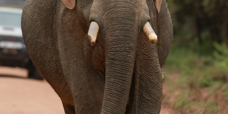 Yala National Park Half Day/ Full Day Private Safari Tours vL1oddTv