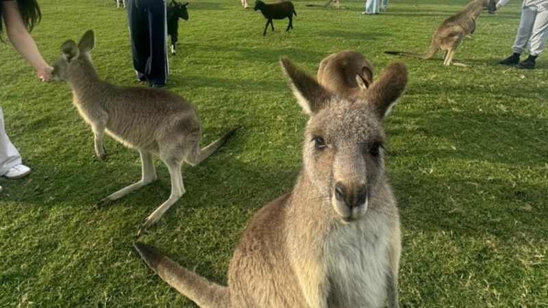 Port Stephens Tour with 4WD Ride and Sandboarding from Sydney KKW8t1sW