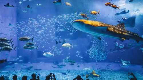 Okinawa Churaumi Aquarium mv7TDQtK