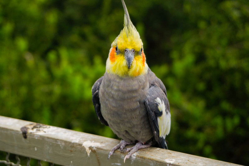 Aviary & Tricao Park Tour with Undurraga Wine Tasting 1PQVbKAg