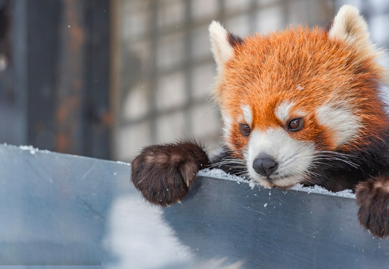 Hokkaido Winter Exclusive: Hokkaido Asahiyama Zoo & Internet-Famous Christmas Tree & Shirogane Blue Pond & Ningle Terrace One-Day Tour | Depart from Sapporo 6fLA0ln5