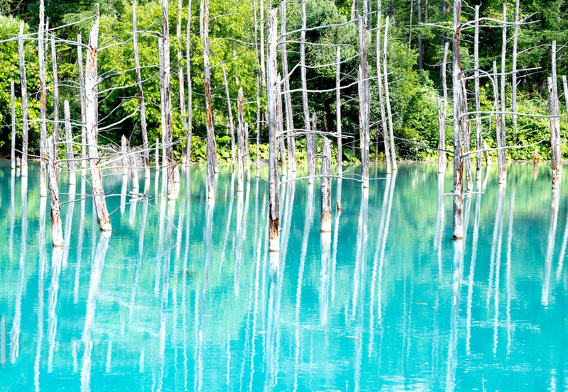 [11:00 AM Departure] Blue Pond Illumination & Terrace of Fairies & Christmas Tree & Shirahige Falls & Four Seasons Color Hill Day Trip | Departure from Sapporo Yosj6FoG