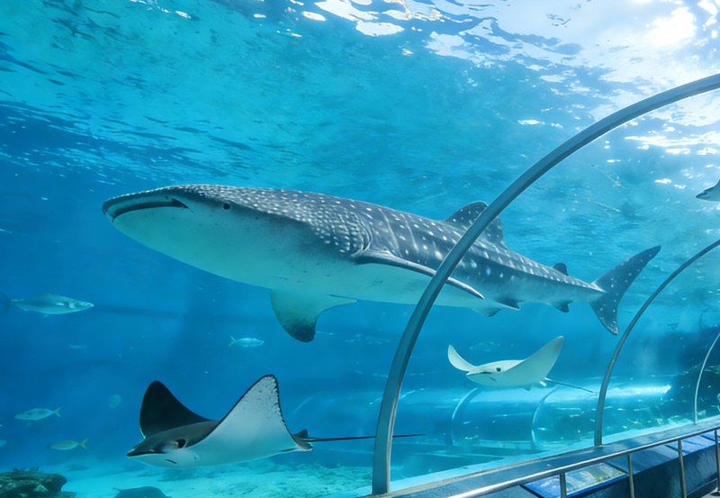 Okinawa Northern Internet-Famous Route One-Day Tour | Churaumi Aquarium & Kadena Air Base Observation Deck & AEON Rycom Pokémon Center & Kouri Island uVOmSrY5