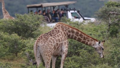 Full-Day Addo Park & Schotia Reserve Safari hcM1GrU7