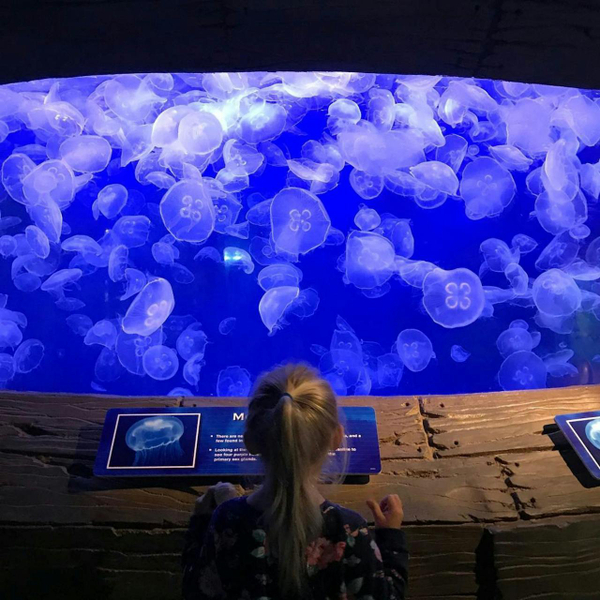 Downtown Aquarium Houston Ticket xnks6o7E