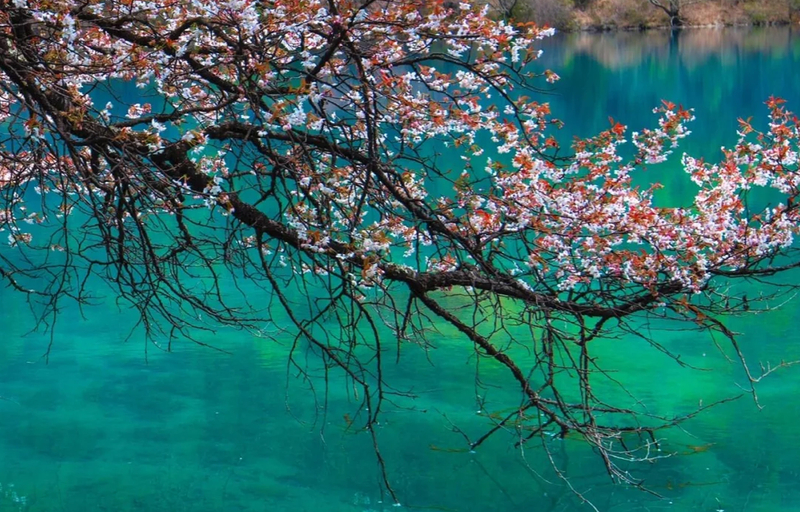 Chengdu Jiuzhaigou High-Speed Rail Round Trip Day Tour (Optional English-speaking Private Tour Guide) by704W8b