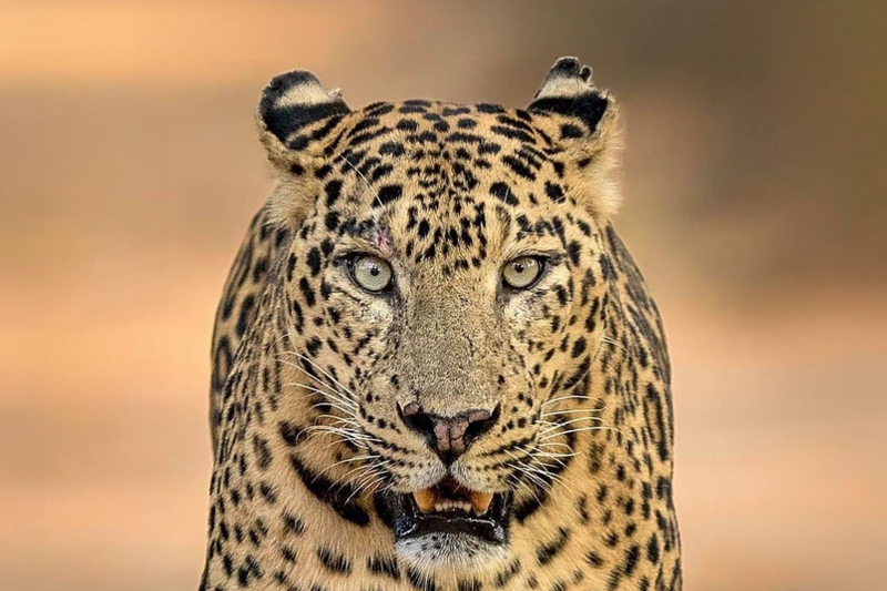 Yala National Park Premium Safari : Private & Shared Jeep Tour vBVatEaE