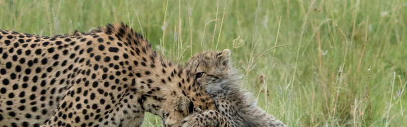 3-Day Maasai Mara Safari Adventure – Wildlife, Culture & Luxury c0rYnbPb