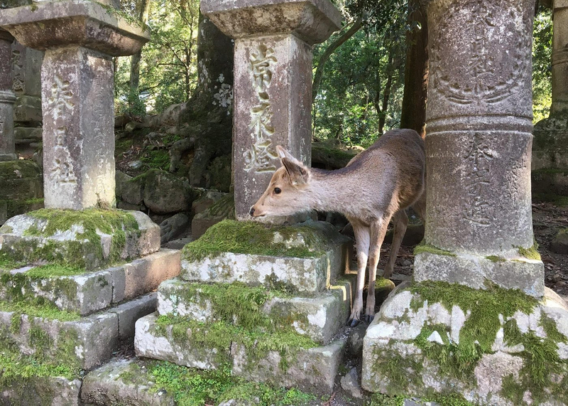 3-Hour Private Guided Tour of Nara Park 61OsLhmK