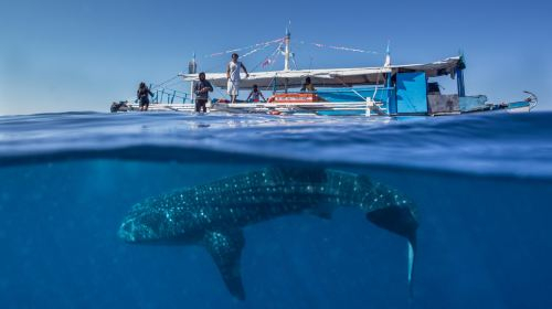 1-day tour to Oslob whale sharks + Kawasan Falls canyoneering in Cebu, Philippines Day Tours Fw3mW1Zz