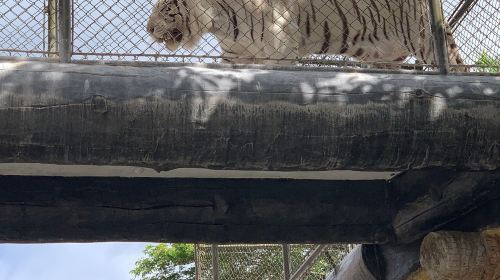 Avilon Zoo HprGvw0M