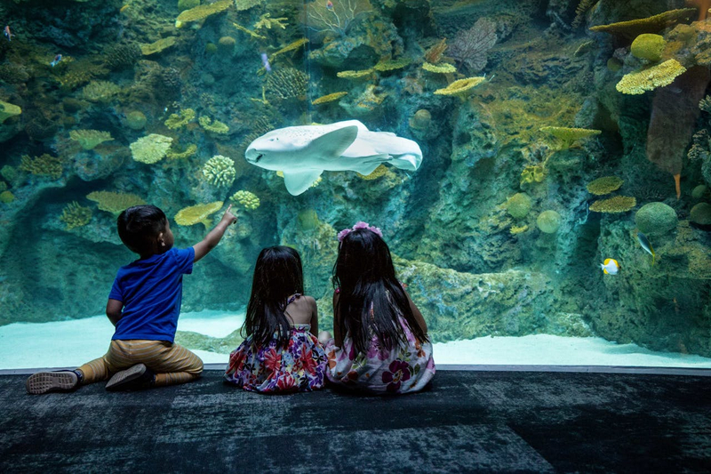 Seattle Aquarium Ticket g9A8mYy3