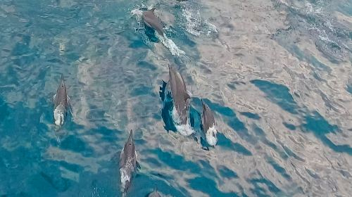 Bohol Panglao Island Hopping Tour Day Tours J36Tpdzo