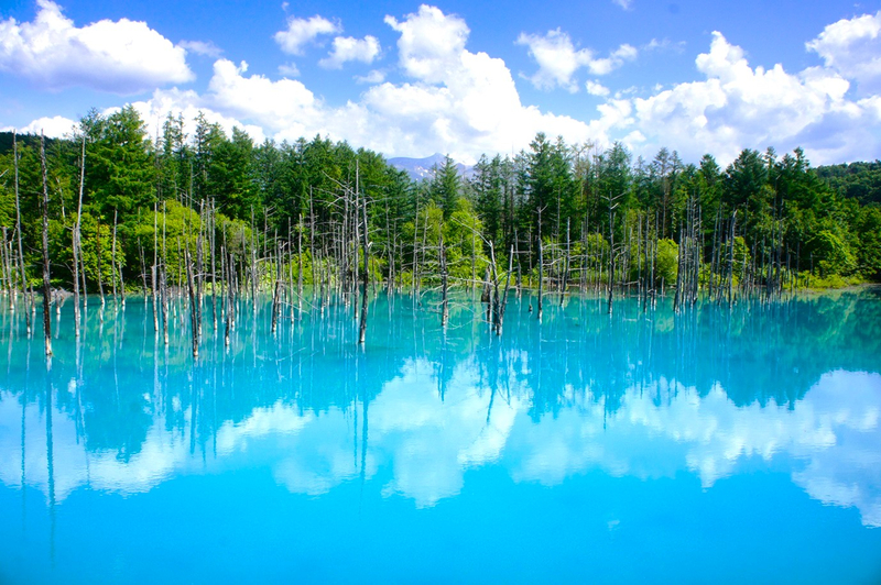 (Departing from Sapporo, Hokkaido, choose 1 of 2 routes) Shikisai no Oka + Farm Tomita OR Asahiyama Zoo + Shirogane Blue Pond 1-Day Tour hkmJCEv5