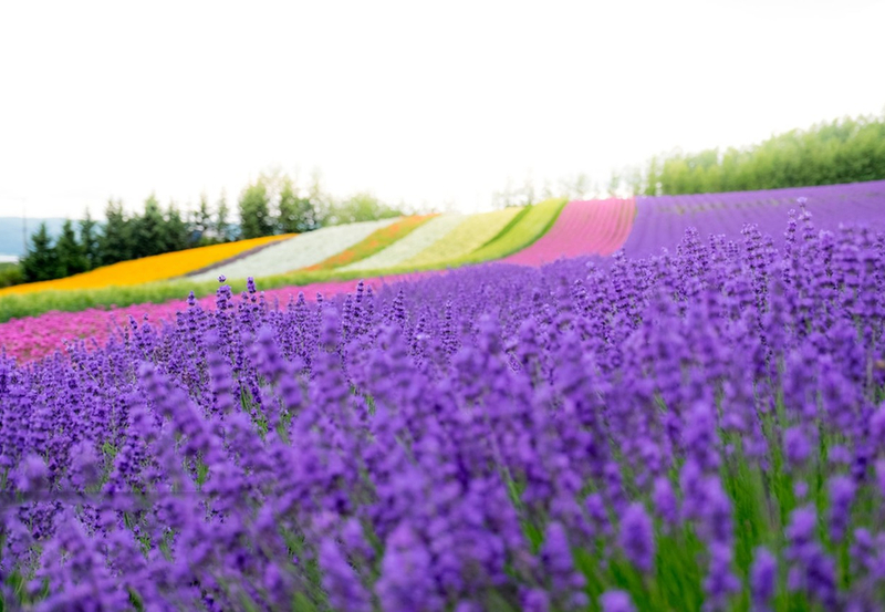 Summer Limited: Biei Furano Farm Tomita & Shikisai no Oka & Blue Pond & Waterfall Day Tour rJcq1204