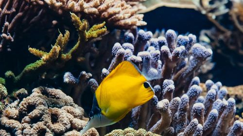 Aquarium du Grand Lyon: Entry Ticket Infant tZJaNlop