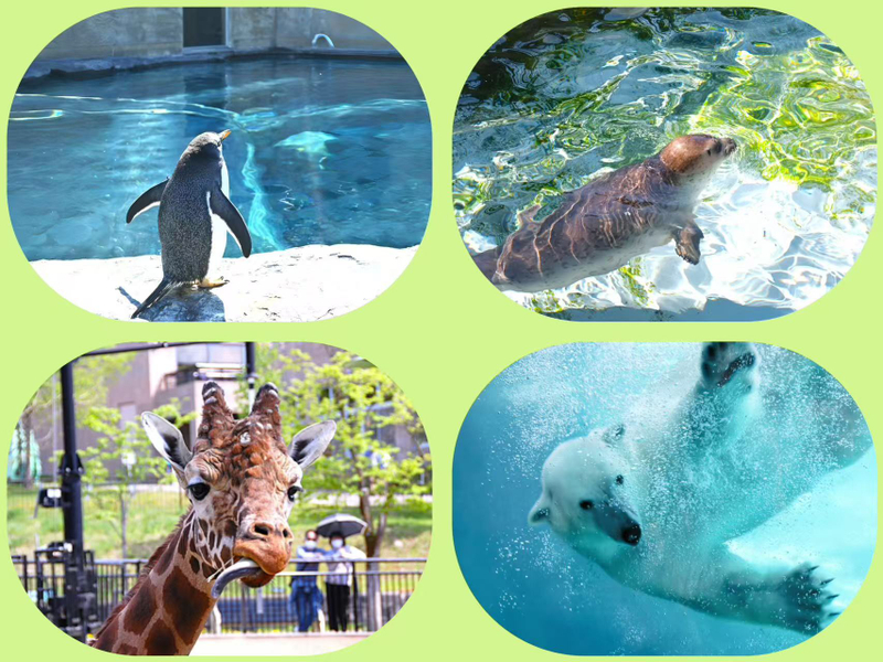 Asahiyama Zoo & Biei Blue Pond & Shirogane Falls or Farm Tomita Day Trip (Departing from Sapporo, Hokkaido, includes original souvenir) UoPKydtB
