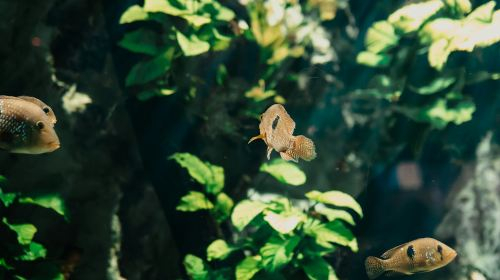 Aquarium du Grand Lyon: Entry Ticket Child ybsTV9nD