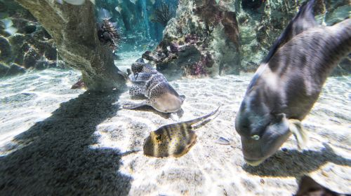 SEA LIFE Val d'Europe dyDpb2AO