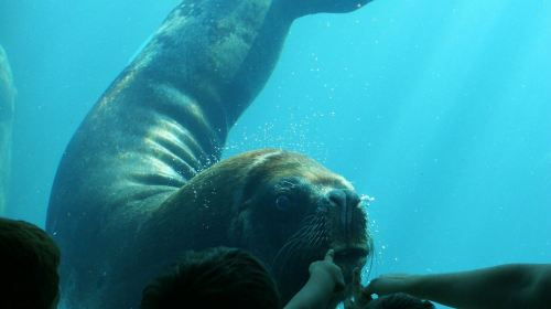 Seaquarium Le Grau-du-Roi: Entry Ticket Child EXOBx09r