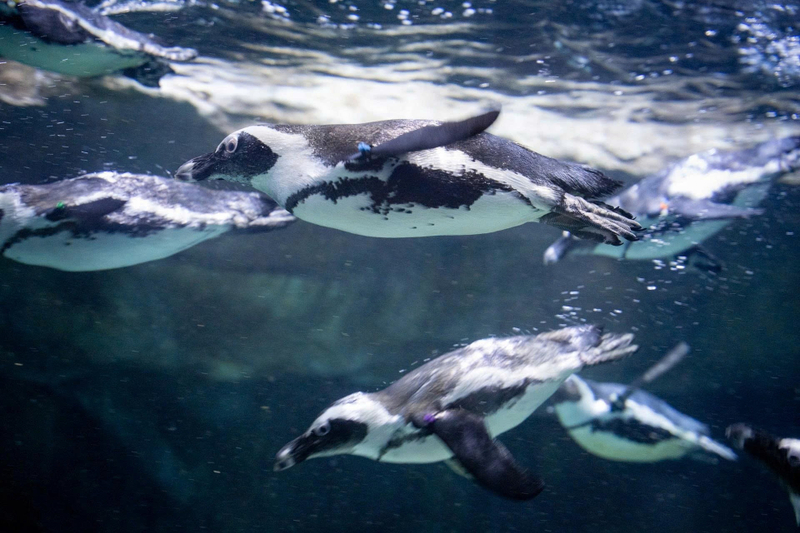 Lotte World Aquarium Hanoi e0LbCL0U