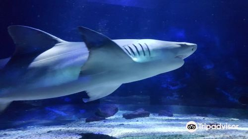 Seaquarium Institut Marin HYn0GFkU