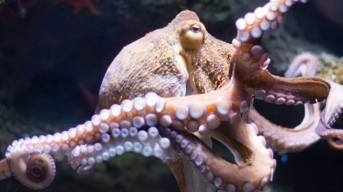 Oniria Aquarium: Entry Ticket Child 2XiSYLli