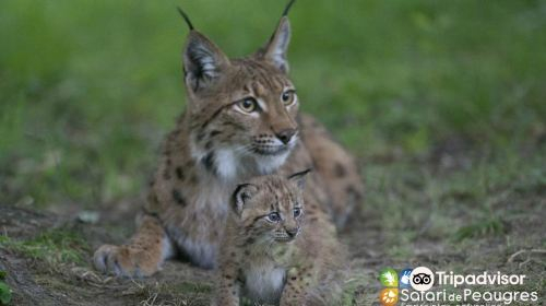 Safari de Peaugres Hig4qJSM