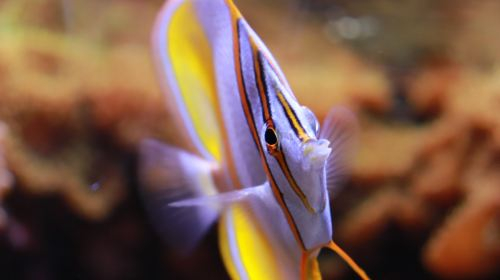 Aquarium of Lyon Y3eQJL9y
