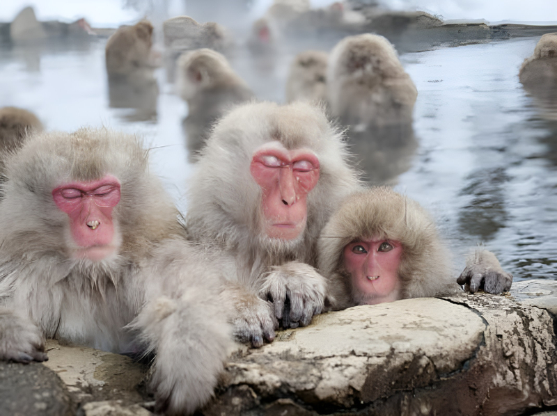 From Tokyo: Private Day Trip to Snow Monkey & Zenkoji New activity d5zsUEEM