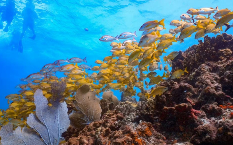 MUSA Underwater Museum and Manchones Reef Snorkeling Experience 3YQRQs6R