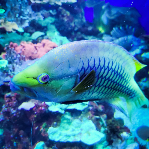 Downtown Aquarium Denver Ticket 7hseU9wi