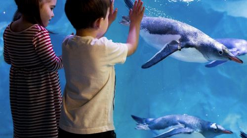 SEA LIFE Konstanz: Entry Ticket Adult oZkoisxn