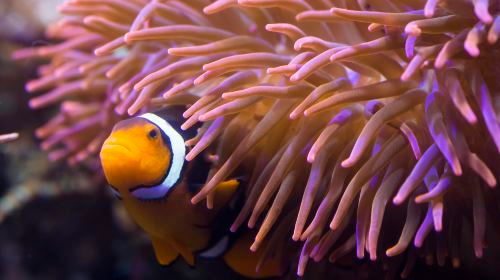 SEA LIFE Timmendorfer beach ExHqk5Td